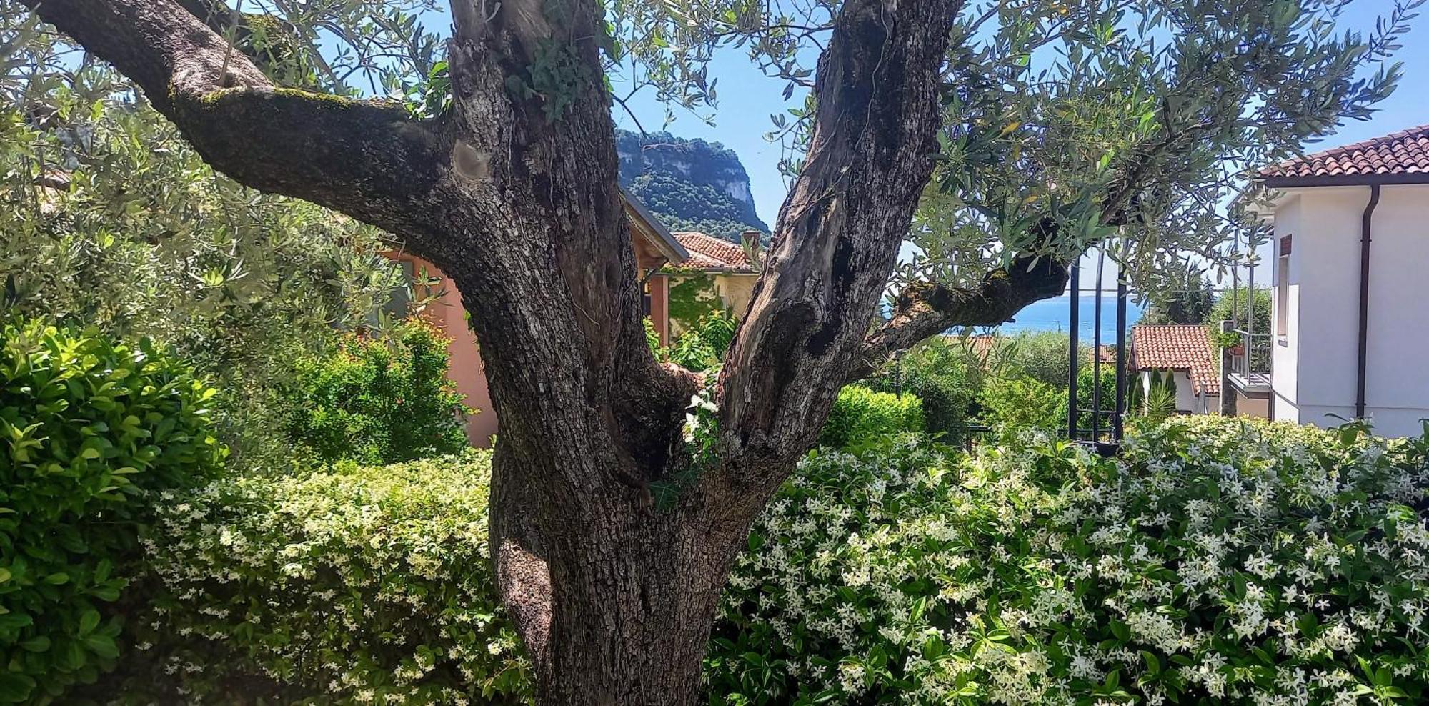 Regina Gardesana Villa Bagian luar foto